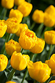 Tulipa 'Gold Fever'