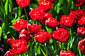 Tulipa 'Red Nova'