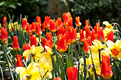 Tulipa fosteriana 'Juan'