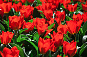 Tulipa fosteriana Madame Lefeber