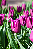 Tulipa Purple Prince