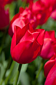 Tulipa, rot