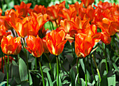 Tulipa fosteriana Orange Breeze