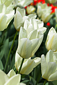 Tulipa fosteriana 'Purissima'