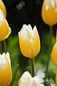 Tulipa fosteriana 'Sweetheart'