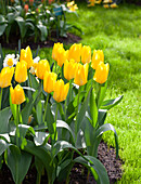 Tulipa fosteriana 'Yellow Purissima'