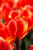 Tulipa greigii 'Corsage'