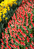 Tulipa greigii 'Pinocchio' corsage