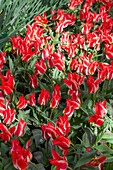 Tulipa greigii 'Plaisir'