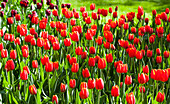 Tulipa 'Orange Cassini'