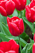 Tulipa 'Rea