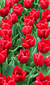 Tulipa 'Rea'