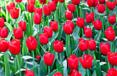 Tulipa 'Red Label'