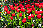 Tulipa 'Red Label