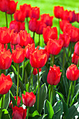 Tulipa 'Spryng'