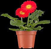 Gerbera