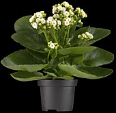 Kalanchoe blossfeldiana 'Calandiva'®