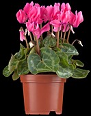 Cyclamen persicum