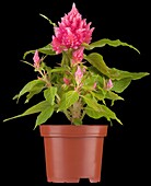 Celosia argentea