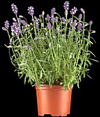 Lavandula angustifolia