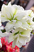 Hippeastrum 'Marilyn'