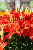 Lilium 'Orange Matrix'