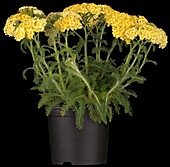 Achillea tomentosa