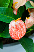 Anthurium x scherzerianum 'Amaretti'