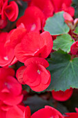 Begonia betulia 'Red'