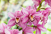 Cymbidium 'Rose