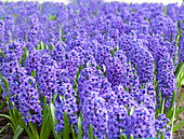 Hyacinthus orientalis 'Blue Jacket'