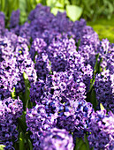 Hyacinthus 'Blue Star'