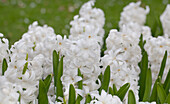 Hyacinthus orientalis 'Carnegie'