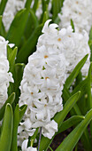 Hyacinthus orientalis 'Carnegie'