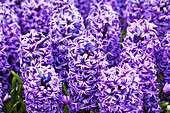 Hyacinthus orientalis 'Delft Blue'