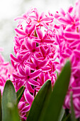 Hyacinthus orientalis 'Ibis'