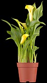 Zantedeschia aethiopica