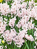 Hyacinthus orientalis 'Pink Festival'
