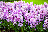 Hyacinthus orientalis 'Top Hit'