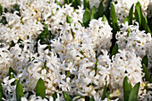 Hyacinthus orientalis 'White Pearl'