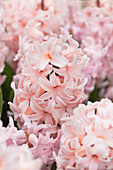 Hyacinthus 'China Pink'