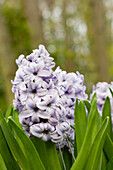 Hyacinthus 'Sky Planet'