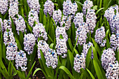 Hyacinthus 'Sky Planet'