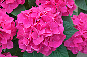 Hydrangea macrophylla 'Doris'