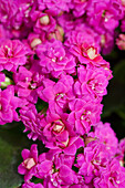 Kalanchoe blossfeldiana Don Geraldo