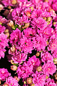 Kalanchoe blossfeldiana Don Nando