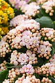 Kalanchoe blossfeldiana