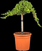 Juniperus procumbens 'Nana', trunk stem