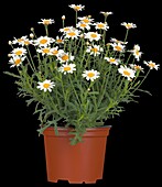 Argyranthemum frutescens