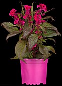 Celosia argentea Hot Topic